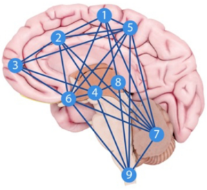 Pain Areas in Brain